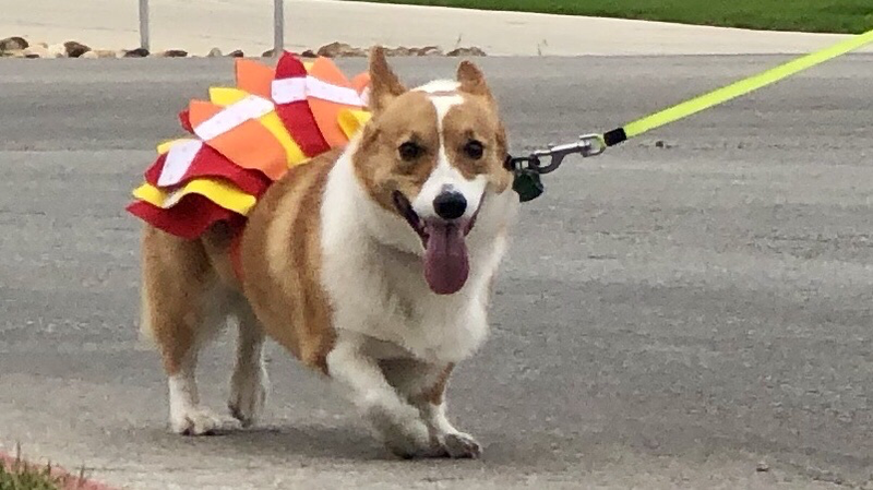 Corgi dressed up as a turkey for Thanksgiving!